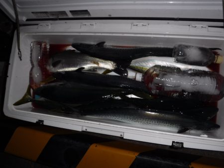 BlueNote Fishing Taxi 釣果