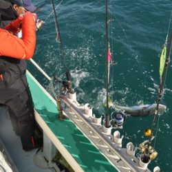 八海丸 釣果