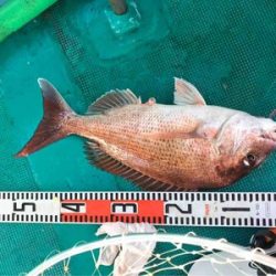 三邦丸 釣果