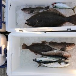 気仙沼　つり丸 釣果