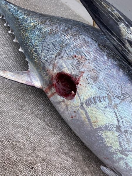 へいみつ丸 釣果