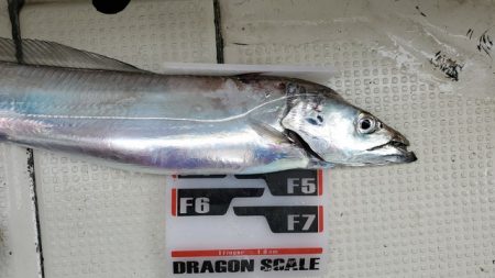 遊漁船　ニライカナイ 釣果