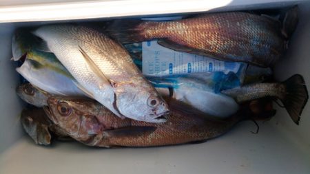 弘福丸 釣果