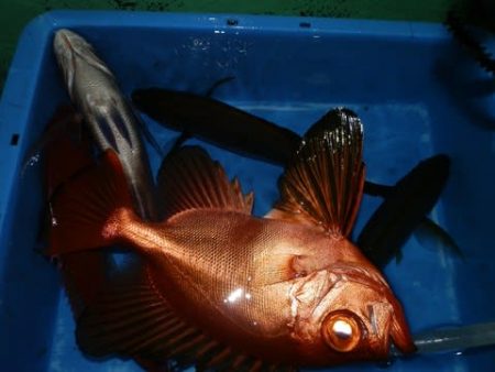 第二むつ漁丸 釣果