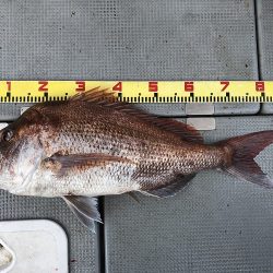 sea boss シーボス 釣果