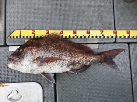 sea boss　シーボス 釣果