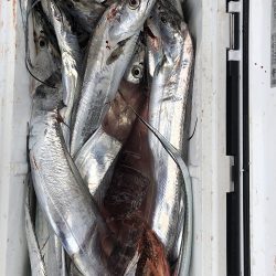 sea boss シーボス 釣果