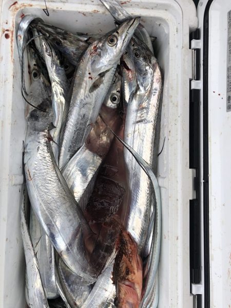 sea boss シーボス 釣果