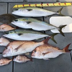 sea boss シーボス 釣果