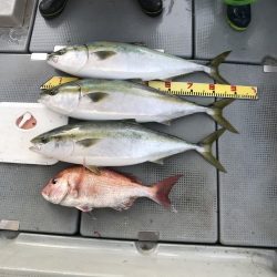 sea boss　シーボス 釣果