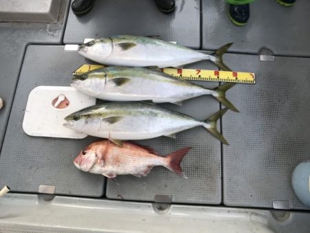 sea boss　シーボス 釣果