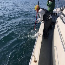 sea boss シーボス 釣果