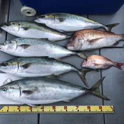 sea boss シーボス 釣果