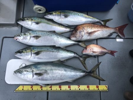 sea boss　シーボス 釣果