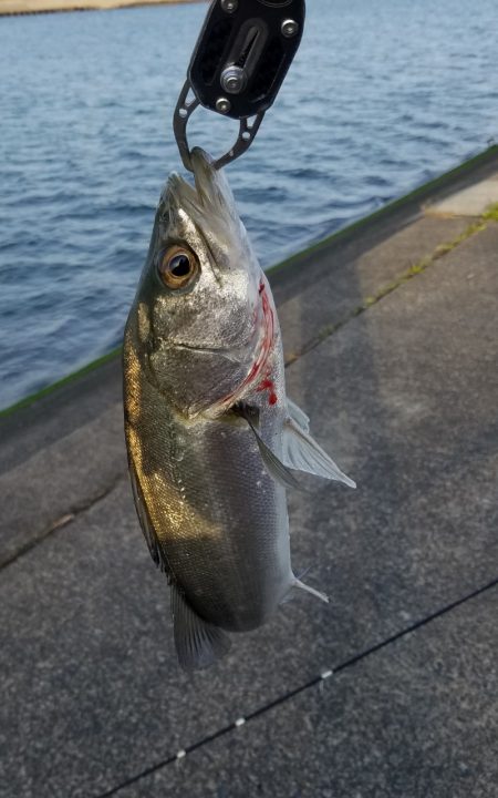 ワクワクドキドキ感満載のメタルジャッカーSJ！　【LUMICA（ルミカ）メタルジャッカーSJ　インプレッション】