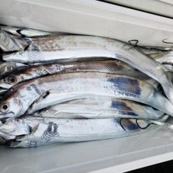 オーフリー 釣果