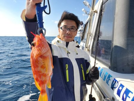 ブルーピア 釣果