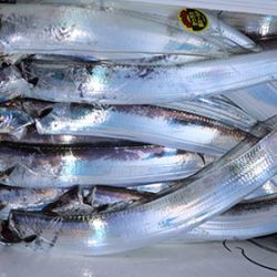 松本釣船２ 釣果