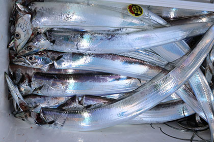 松本釣船２ 釣果