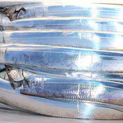 松本釣船２ 釣果