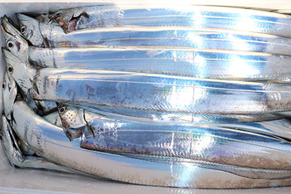 松本釣船２ 釣果