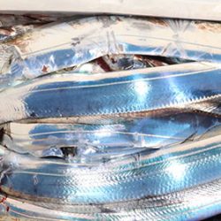 松本釣船２ 釣果