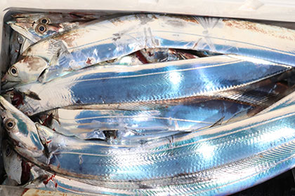 松本釣船２ 釣果