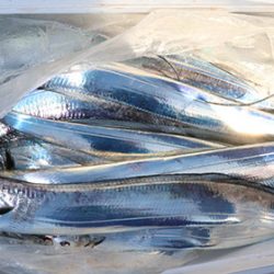 松本釣船２ 釣果