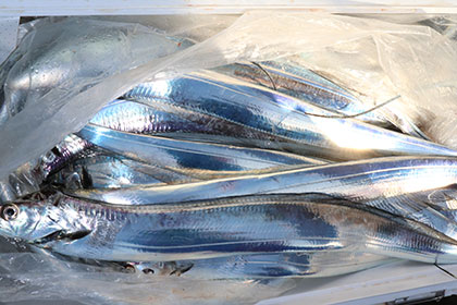 松本釣船２ 釣果