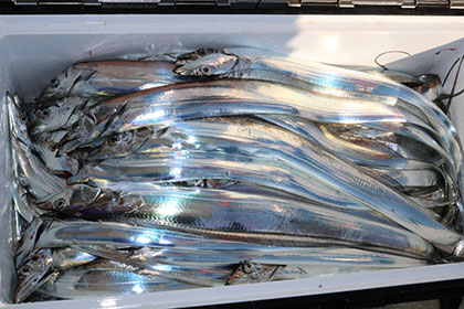 松本釣船２ 釣果