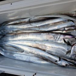 オーフリー 釣果