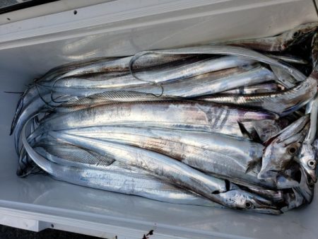 オーフリー 釣果