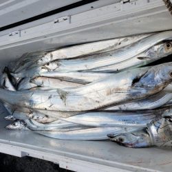 オーフリー 釣果