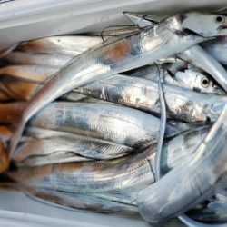 オーフリー 釣果