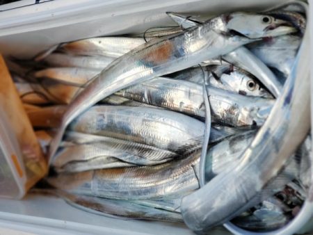 オーフリー 釣果