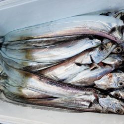 オーフリー 釣果