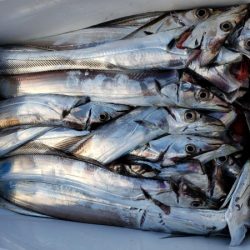 オーフリー 釣果