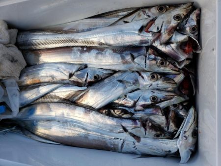 オーフリー 釣果