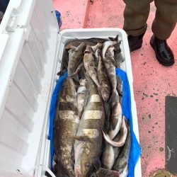 第八平成丸 釣果