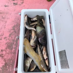 第八平成丸 釣果