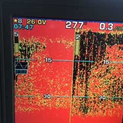 第八平成丸 釣果