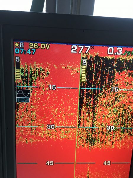 第八平成丸 釣果