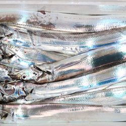 松本釣船２ 釣果