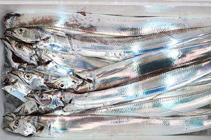 松本釣船２ 釣果