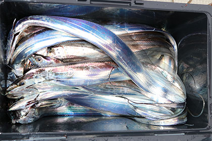 松本釣船２ 釣果