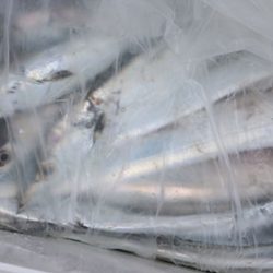 松本釣船２ 釣果