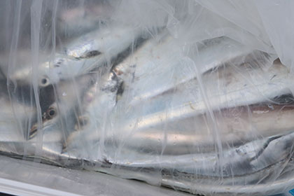 松本釣船２ 釣果