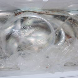 松本釣船２ 釣果