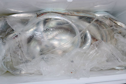 松本釣船２ 釣果