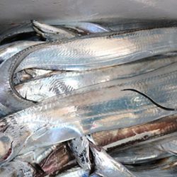 松本釣船２ 釣果